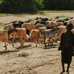 Nigeria_pastoralists and farmers_conflict