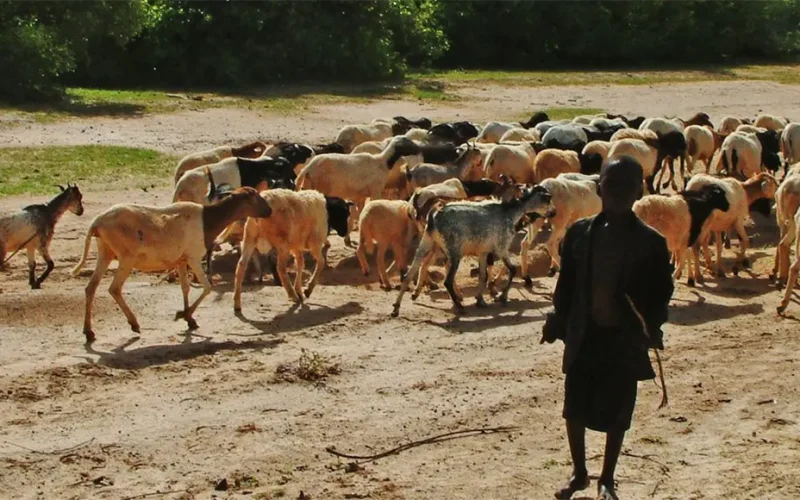 How to stop Nigeria’s worsening farmer-pastoralist violence