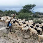 Somali herder_goats_sheep