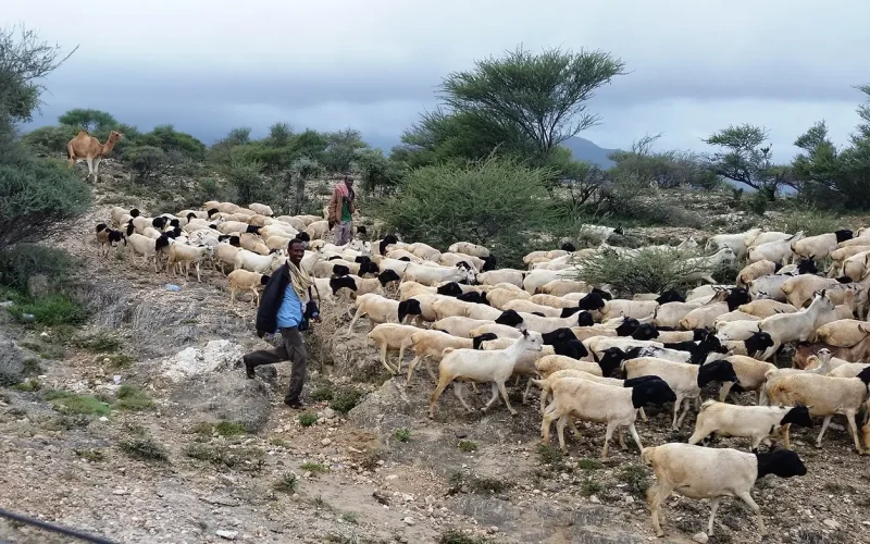 Somalia’s exports are threatened by climate change and conflict: what 30 years of data tell us