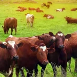 commercial cattle farming