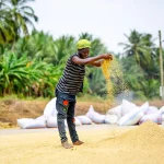 ghana_youth_are_taking_over_rice_revolution_4