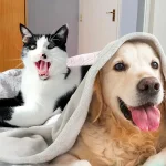 Cats and Dogs
