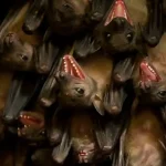 Egyptian fruit bats