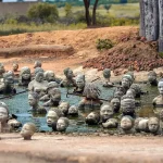 Nkyinkyim Museum_cropped