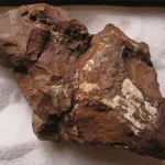 Procolophon_trigoniceps copy
