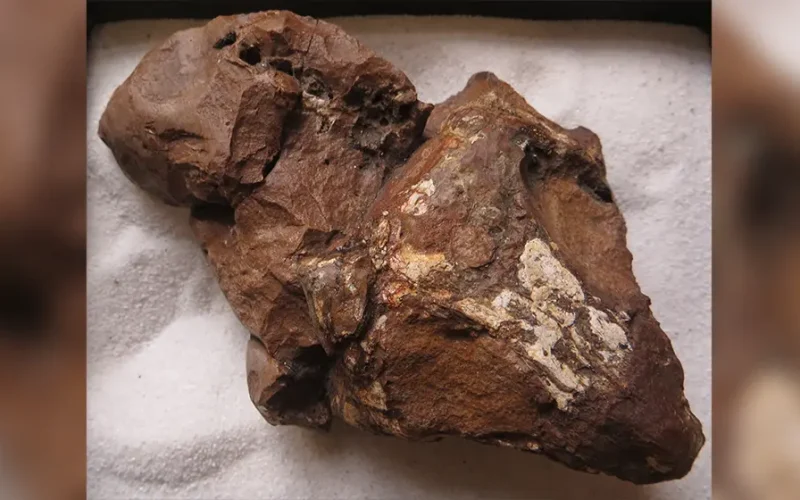 Fossils show colonies of reptiles lived communally 250 million years ago: new South African study