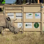 Rhino_translocate_3