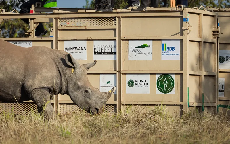 70 rhinos safely arrive in Rwanda in unprecedented wildlife translocation