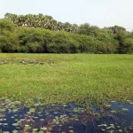 Hadejia Wetlands National Park_1
