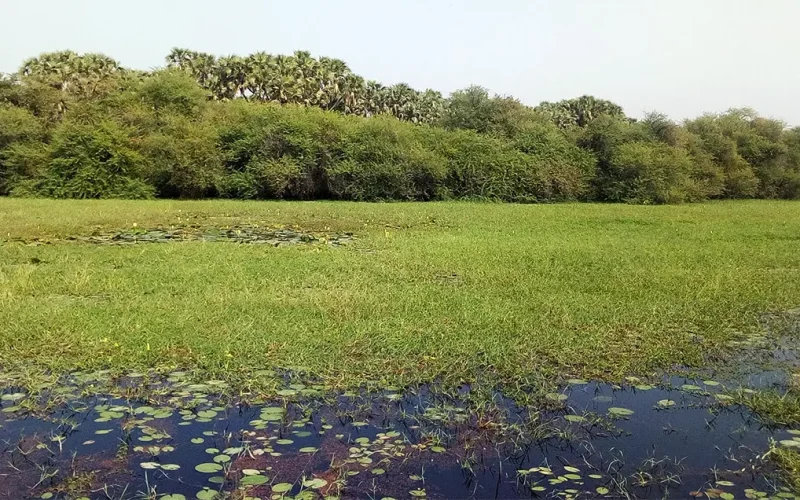 Nigeria’s Hadejia wetlands are a vital stopover for migrating birds: new survey records species found in the park