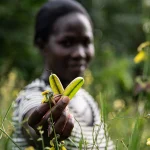 Indigenous Peoples_food systems_transformation