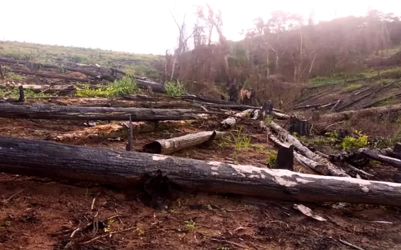 Forest loss in Malawi: how having women at the table affected debates and decisions about solutions – research