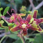 Periploca angustifolia