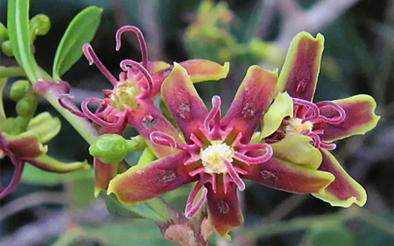 Africa’s plants: a database project has recorded 65,000 species – and is still growing