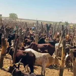 How stolen cattle links Ghana to the jihadist conflict in the Sahel Yobe State_cattle market