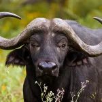 Cape Buffalo