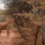 Giraffe_plucking_leaves_treetop