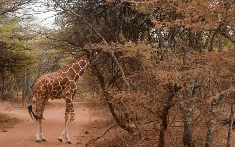 Giraffe species matter, African scientists reveal why