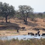 Kruger National Park_elephant