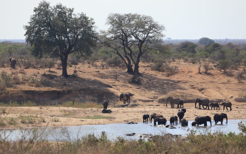 Communities near South Africa’s Kruger National Park prefer wildlife-friendly ways to earn a living over killing animals