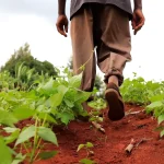 sustainable farming