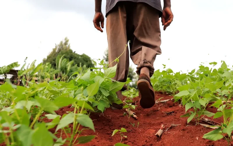 One size fits none: How Africa is redefining sustainability standards on its own terms