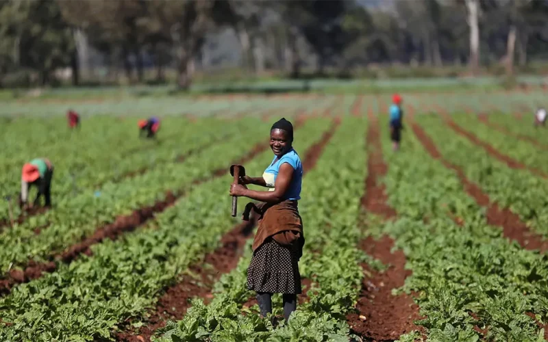 Africa’s agricultural paradox: From breadbasket potential to food import reality