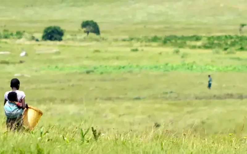 Traditional food systems nourish communities and protect the environment: lessons from South Africa’s Amadiba