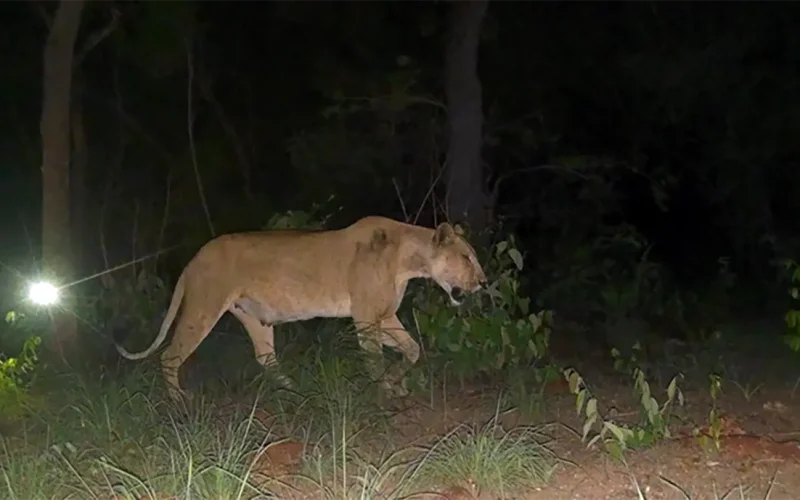A lioness caught on camera reignites hope for lion survival