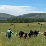 Eastern Cape_grasslands_livestock