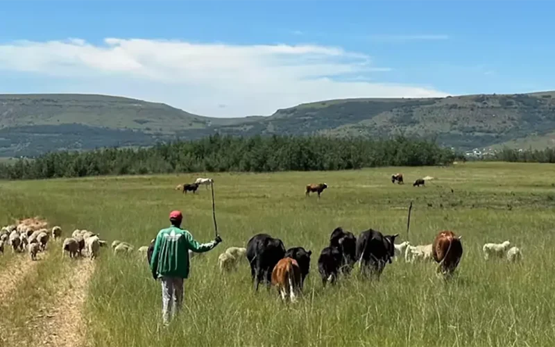 Reviving South Africa’s grasslands: Eastern Cape villagers explain the challenges they face