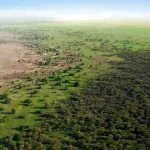 Africa’s ‘great green wall’ is stalling: in Senegal very few planted areas show progress Great Green Wall