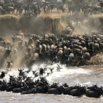 Great Wildebeest Migration