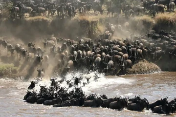 The great wildebeest migration, seen from space: satellites and AI are helping count Africa’s wildlife