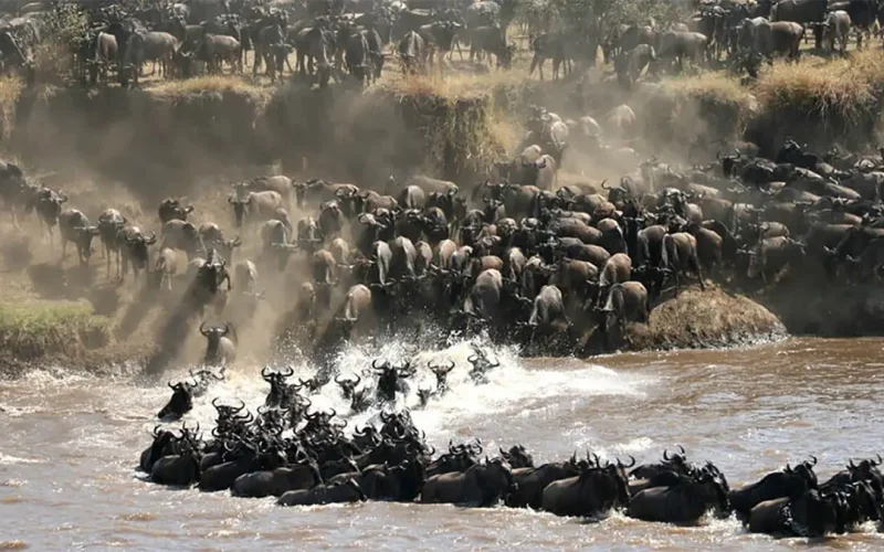 The great wildebeest migration, seen from space: satellites and AI are helping count Africa’s wildlife
