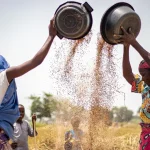 Nigeria_harvesting_crops