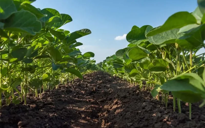 High food prices in east and southern Africa: four steps to boost production and make markets work better