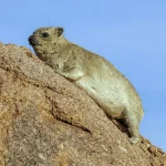 Rock_hyrax_(Procavia_capensis)