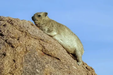 World’s first known butt-drag fossil trace was left by a rock hyrax in South Africa 126,000 years ago