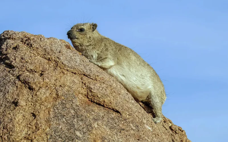 World’s first known butt-drag fossil trace was left by a rock hyrax in South Africa 126,000 years ago
