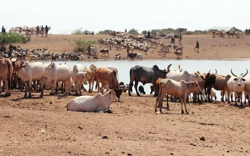 West Africa’s trade monitoring system has collapsed – why this is dangerous for food security