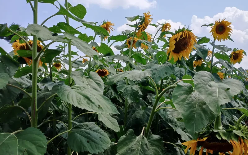Farmers lend a hand in climate change resilience