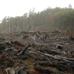 Zimbabwe_deforestation