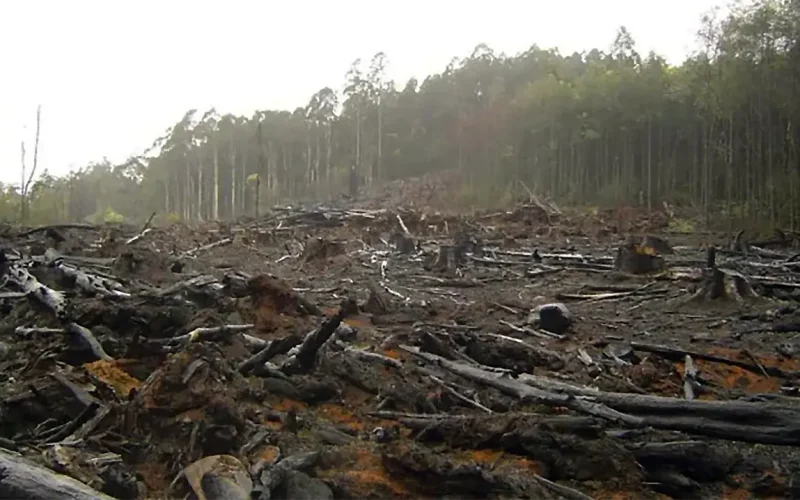COP30: Zimbabwe’s forest and energy projects reveal the downside of carbon credits