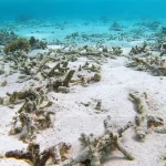 coral reef_warming climate