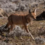 Ethiopian_wolf_(Canis_simensis_citernii)