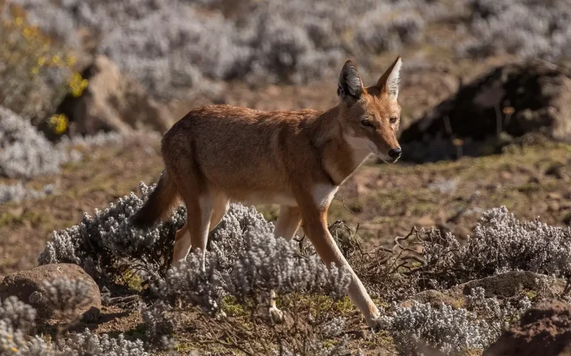 Africa’s rarest carnivore: the story of the first Ethiopian wolf ever captured, nursed and returned to the wild