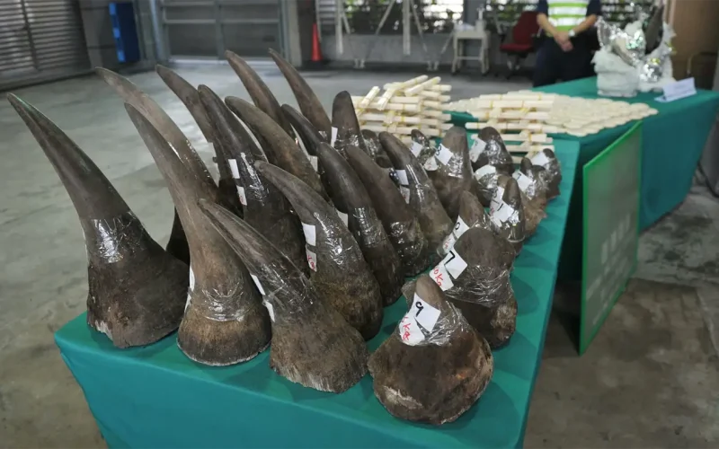 Two Nigerian nationals arrested for rhino horn trafficking at Kempton Park storage facility