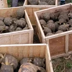 tortoises_illegal trade